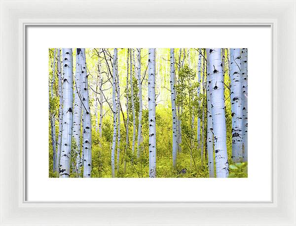 Aspen Glow - Framed Print