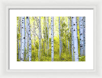 Aspen Glow - Framed Print