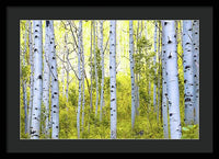 Aspen Glow - Framed Print