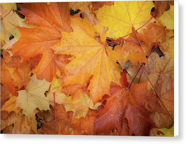 Autumn Design Canvas Print | at 1ArtCollection.com.