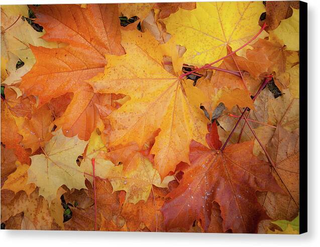 Autumn Design Canvas Print | at 1ArtCollection.com.