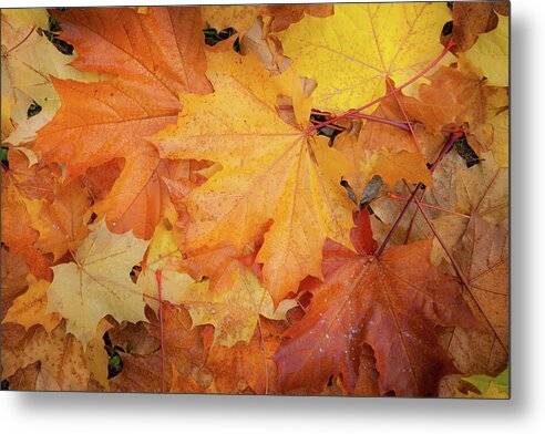 Metal Print Autumn Design - Metal Print