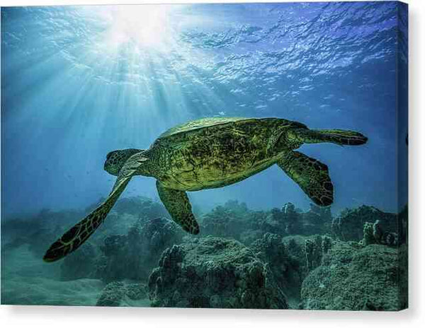 Diving with Turtles - Canvas Print Canvas Print 1ArtCollection