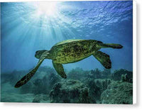 Diving with Turtles - Canvas Print Canvas Print 1ArtCollection