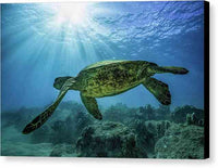 Diving with Turtles - Canvas Print Canvas Print 1ArtCollection