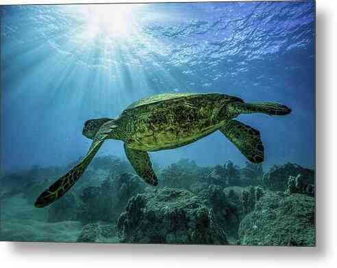 Diving with Turtles - Metal Print Metal Print 1ArtCollection