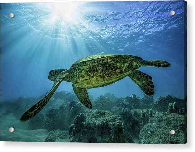 Diving with Turtles - Acrylic Print Acrylic Print 1ArtCollection