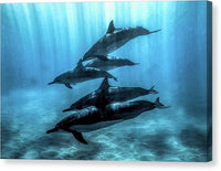 Dolphin Pod in Sunbeams - Canvas Print Canvas Print 1ArtCollection