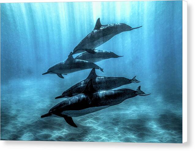 Dolphin Pod in Sunbeams - Canvas Print Canvas Print 1ArtCollection