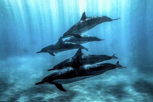 Dolphin Pod in Sunbeams - Art Print Art Print 1ArtCollection