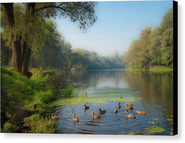 Duckscape - Canvas Print