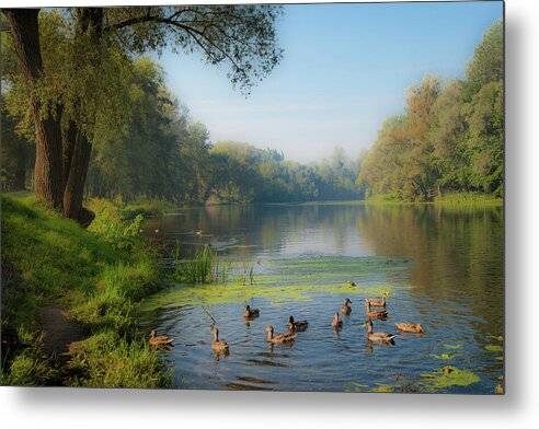 Duckscape - Metal Print