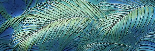 Etched Palms Panorama-BG - Art Print