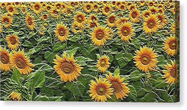 Field of Sun - Canvas Print