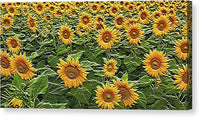 Field of Sun - Canvas Print