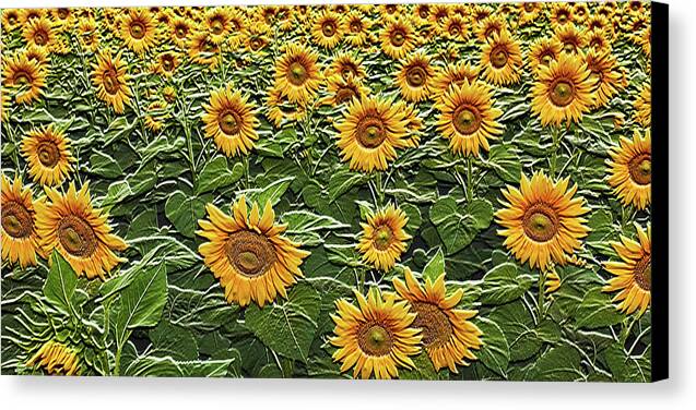 Field of Sun - Canvas Print