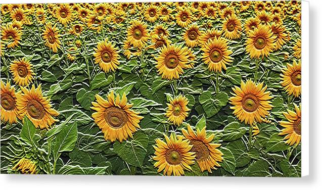 Field of Sun - Canvas Print