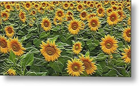 Field of Sun - Metal Print