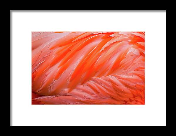 Flamingo Design - Framed Print