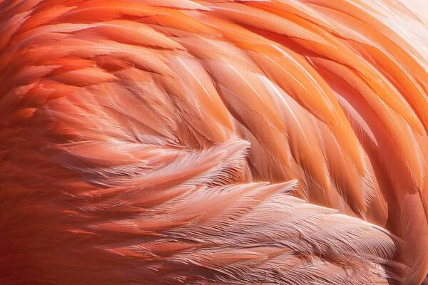 Flamingo Swirl - Art Print Art Print 1ArtCollection