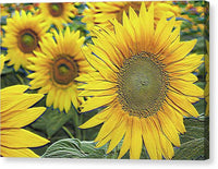 Giant Sunflowers Relief - Canvas Print