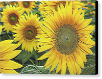 Giant Sunflowers Relief - Canvas Print