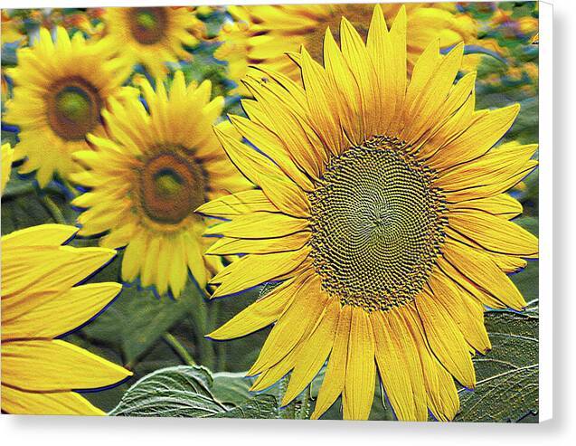 Giant Sunflowers Relief - Canvas Print