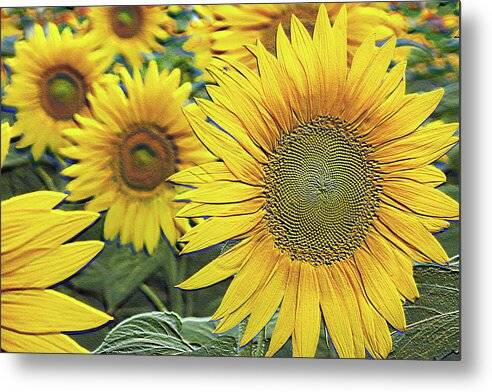 Giant Sunflowers Relief - Metal Print