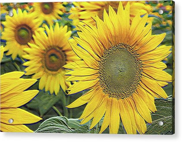 Giant Sunflowers Relief - Acrylic Print