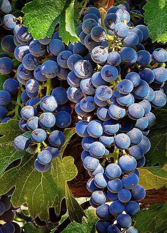 Grapes Bunch-ART - Art Print Art Print 1ArtCollection