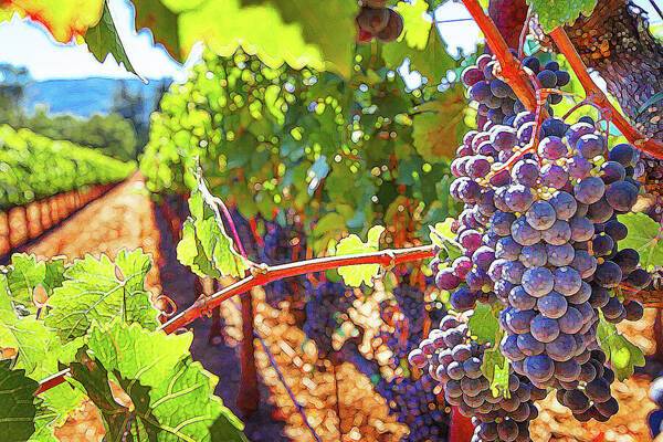 a bunch of grapes hanging from a vine in a vineyard