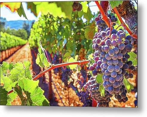 Grapes-Vineyard Row - Metal Print