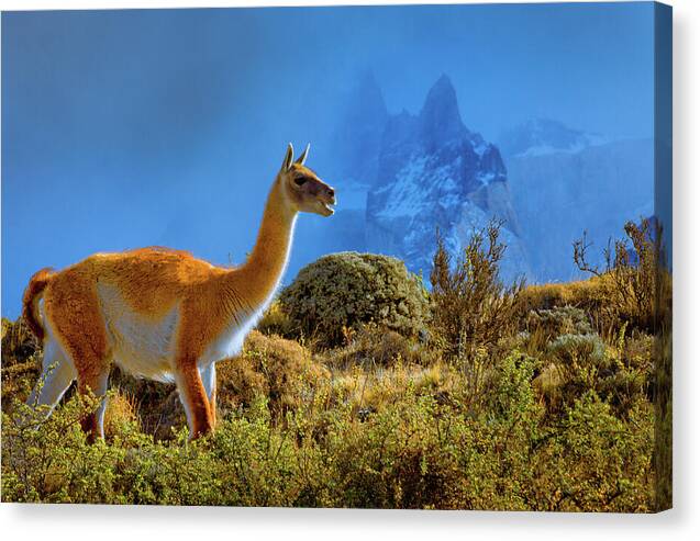 Guanaco at Torres del Paine - Canvas Print