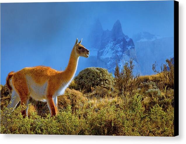 Guanaco at Torres del Paine - Canvas Print