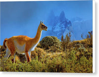 Guanaco at Torres del Paine - Canvas Print