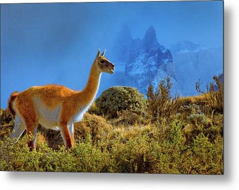 Guanaco at Torres del Paine - Metal Print