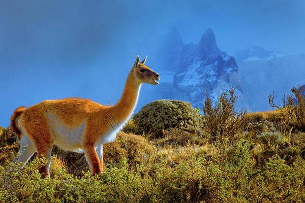 Guanaco at Torres del Paine - Art Print