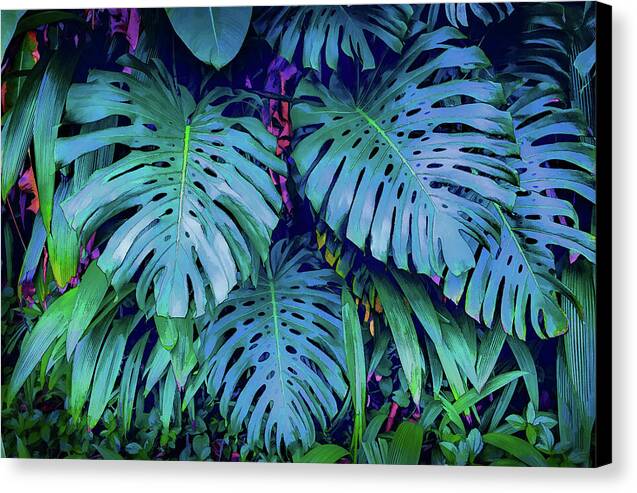 Haiku Monstera - Canvas Print