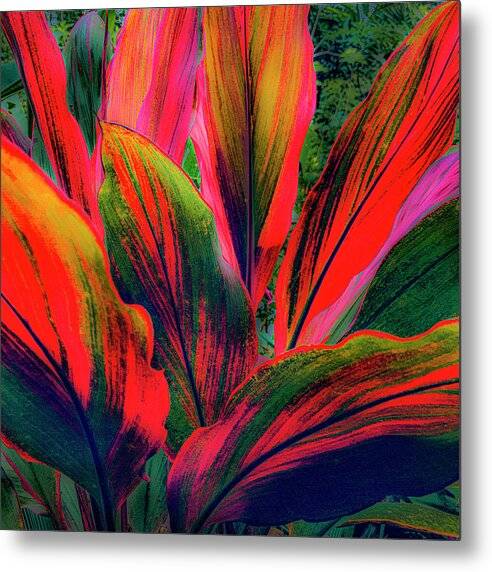 Haiku Ti 10 Metal Print - by Hawaii artist Douglas Page