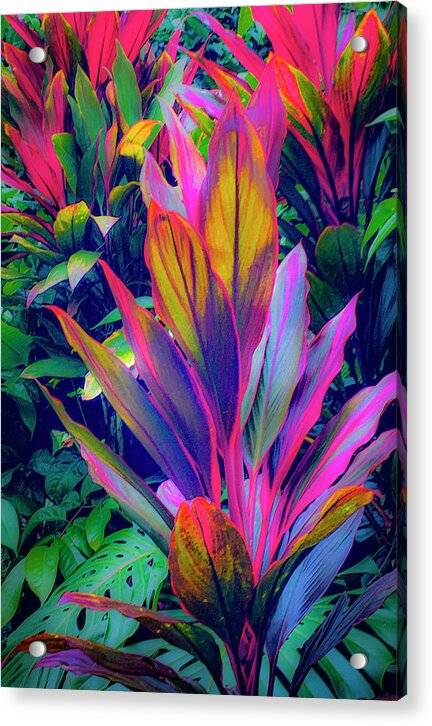 Haiku Ti 9 - Acrylic Print by Hawaii artist Douglas Page