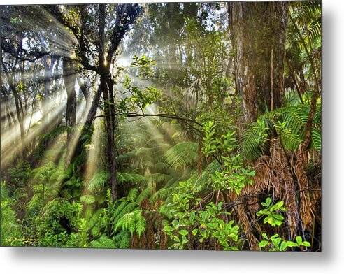 Hawaiian Rain Forest - Metal Print Metal Print 1ArtCollection