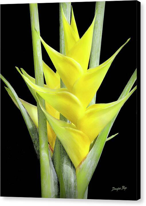 Heliconia Gold - Canvas Print Canvas Print 1ArtCollection