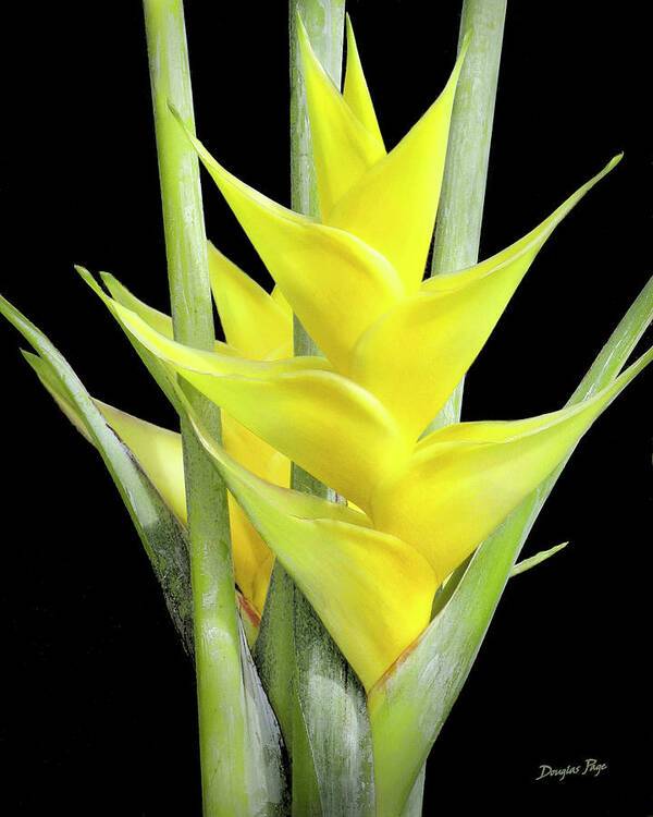 Heliconia Gold - Art Print Art Print 1ArtCollection