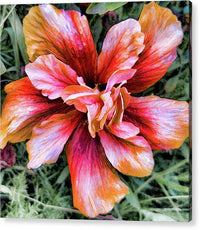 Hibiscus Flower Art - Acrylic Print