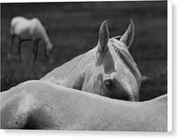 Horses - Canvas Print