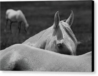 Horses - Canvas Print