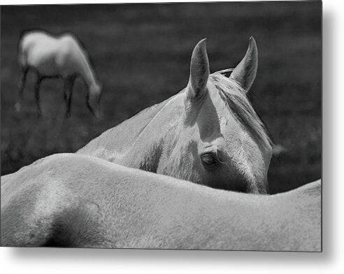 Horses - Metal Print