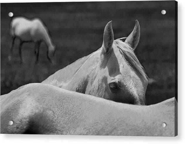 two horses standing next to each other in a field