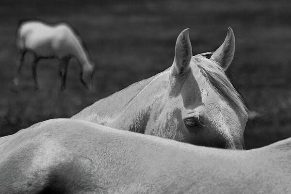 Horses - Art Print