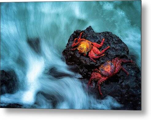 Life On the Rocks - Metal Print Metal Print 1ArtCollection